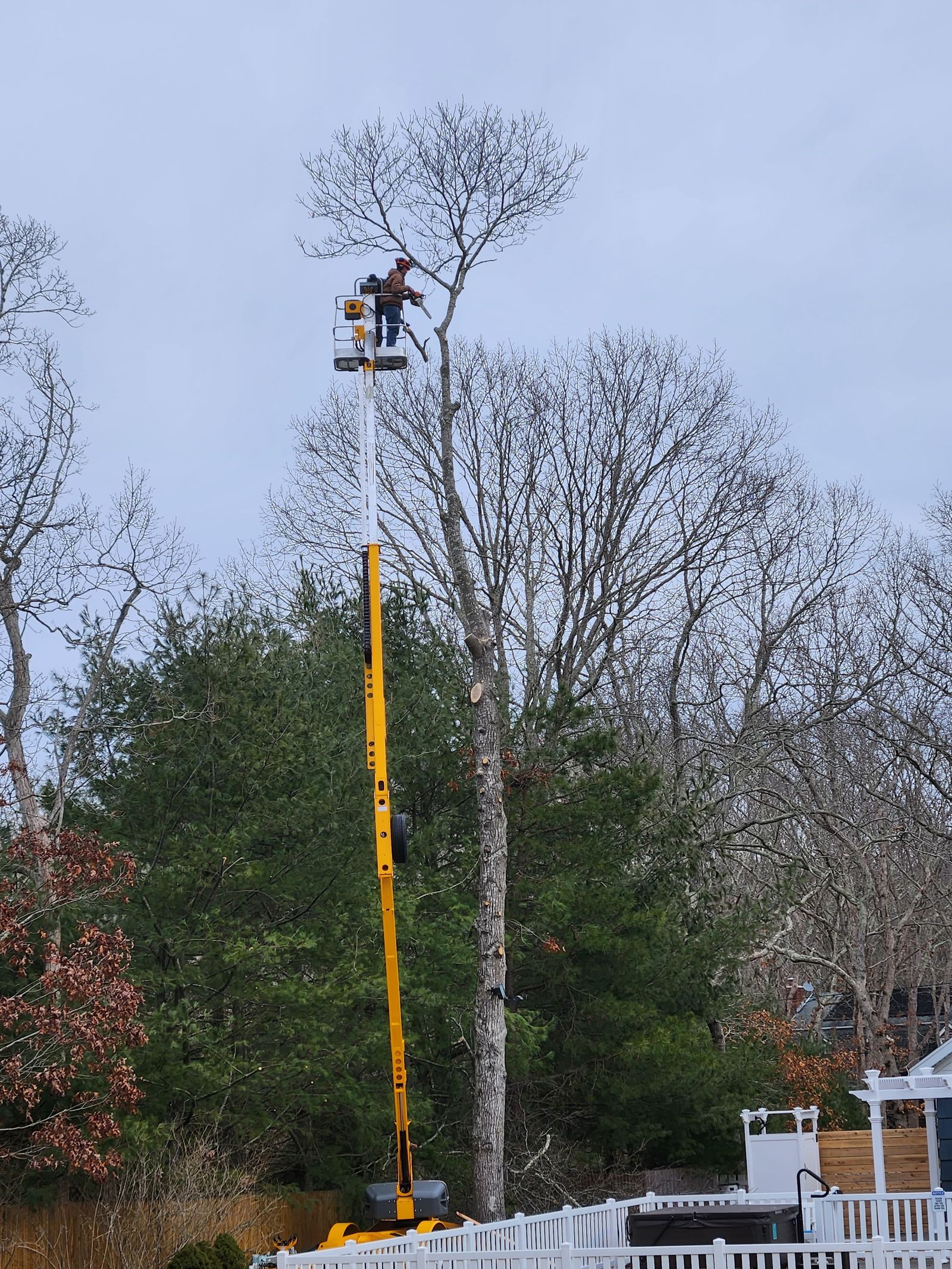 Bucket truck tree trimming and removal service in Eustis, FL Bucket truck tree trimming and removal service in Eustis, FL