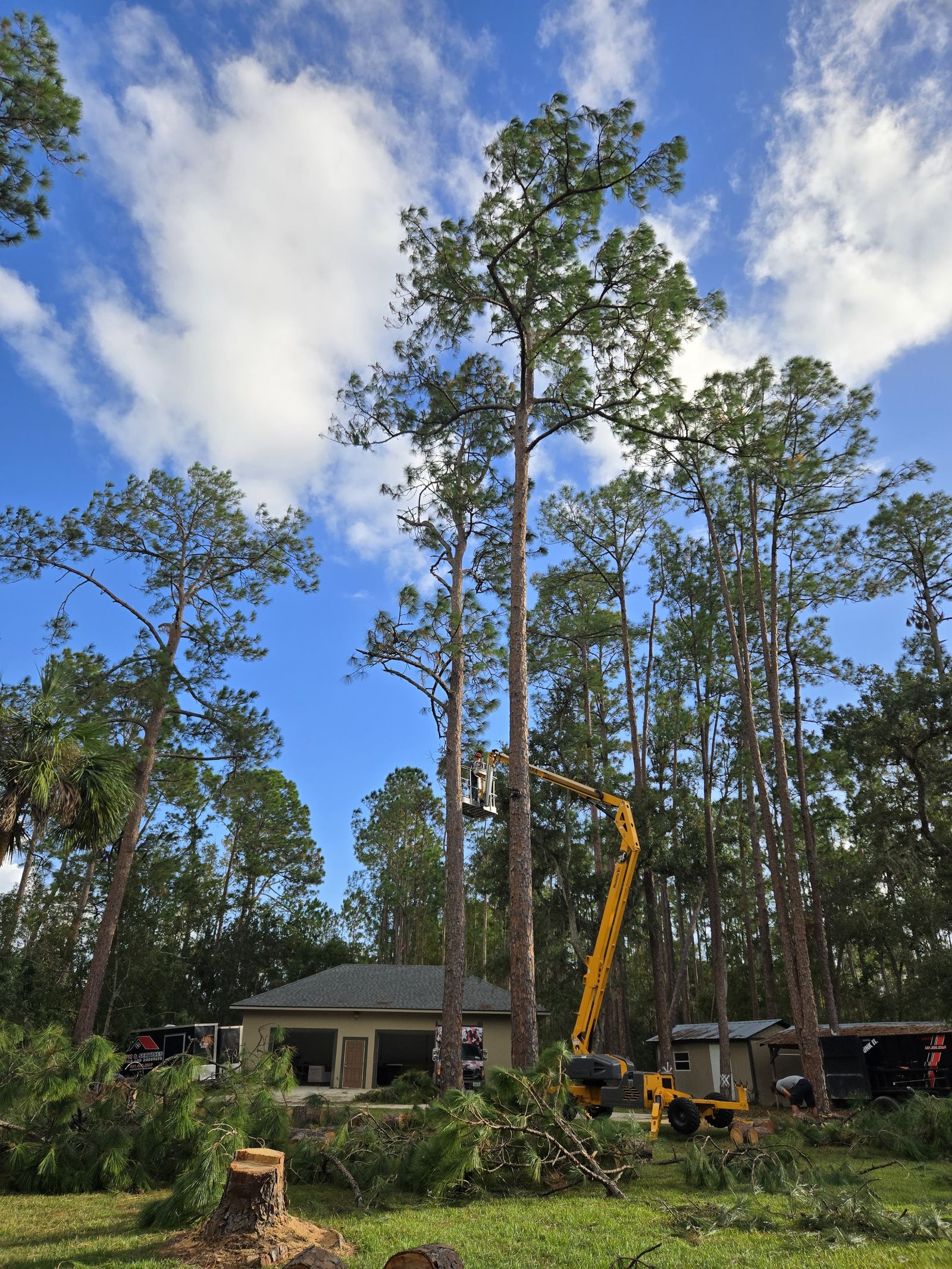 Pine tree removal with boom lift in Lake County, FL Pine tree removal with boom lift in Lake County, FL